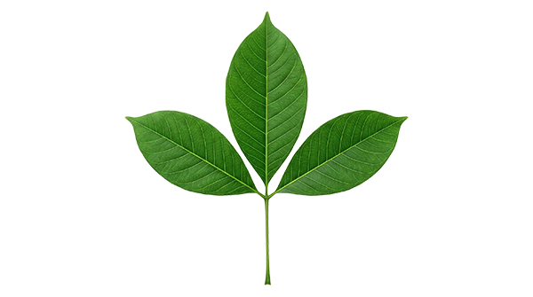 list-dub-hevea